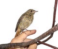 Little bird -black redstart