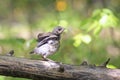 Little bird the Blackbird sits on a tree and waiting for parents Royalty Free Stock Photo