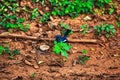 Little bird with blueblack-white feathering in the Yala Nationalpark Royalty Free Stock Photo