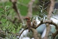 Little bird on a branch of olive tree. Passer italiane. Royalty Free Stock Photo