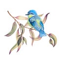 Little bird on the branches of the eucalyptus Royalty Free Stock Photo