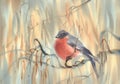 Little bird bullfinch on the branch watercolor background