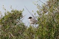 Bird sitting at a twig on mallorca island Royalty Free Stock Photo