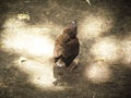 Little bird can not fly. Standing on pavement with soft sunlight. Royalty Free Stock Photo