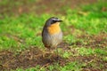 Little bird - Cape Robin Chat Royalty Free Stock Photo