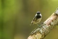 The coal tit or cole tit, (Periparus ater) sitting on the branch Royalty Free Stock Photo