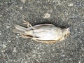 The little bird died for unknown reasons