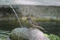 Little bird drinking water in the botanical garden. Madrid. Royalty Free Stock Photo