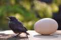 Little bird and egg Royalty Free Stock Photo