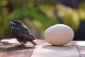 Little bird and egg Royalty Free Stock Photo