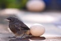 Little bird and egg Royalty Free Stock Photo