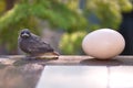 Little bird and egg Royalty Free Stock Photo