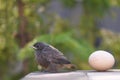 Little bird and egg Royalty Free Stock Photo