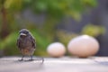 Little bird and eggs Royalty Free Stock Photo