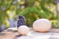 Little bird and eggs Royalty Free Stock Photo