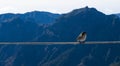 Little bird at high altitude