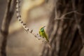 Green bee eater, Merops orientalis