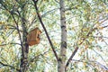 Little bird house on birch tree. Bird feeder in forest. Bird feeder in the autumn park. Hello september. Nature background. Royalty Free Stock Photo