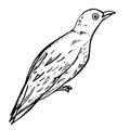 Little Bird illustration isolated on white background. Vector illustration. Starling sketch