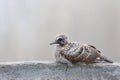 little a Bird learning to fly perched on the edge of the facing Royalty Free Stock Photo