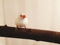 Little Bird Live Color