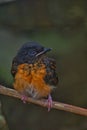 Little Bird Murai Batu Royalty Free Stock Photo