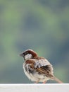 Little bird named true sparrow sitting on a wall