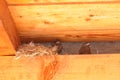 Little bird nest Royalty Free Stock Photo