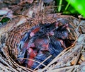 Little bird in a nest Royalty Free Stock Photo