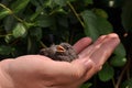 Little bird on palm