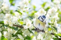 Little bird perching on branch of blossom jasmine. The blue tit