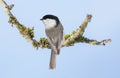 Little bird perching on branch of tree on blue background. Black capped chickadee. Poecile atricapillus Royalty Free Stock Photo