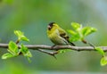 Little bird perching on branch of tree. Male siskin Royalty Free Stock Photo