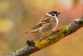 Little bird perching on branch of tree. Sparrow. Passer montanus Royalty Free Stock Photo