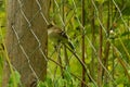 Little bird possing on a metal fence Royalty Free Stock Photo