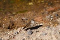 Little bird in Rio Putana valley in the highlands of the Atacama Desert along the road to El Tatio Geysers, Chile Royalty Free Stock Photo