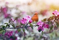 bird Robin sitting on a branch of a flowering pink Apple tree in the spring garden of may Royalty Free Stock Photo