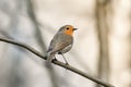 Little bird Robin in spring Park Royalty Free Stock Photo