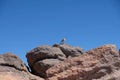 Little bird on rock clear sky on mountain peak