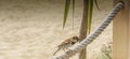 A little bird on a rope fence