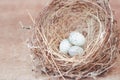 Little bird`s egg in birds nest isolated on a wooden floor Royalty Free Stock Photo