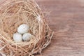 Little bird`s egg in birds nest isolated on a wooden floor Royalty Free Stock Photo