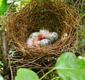 A little birds nest on a tree with eggs Royalty Free Stock Photo