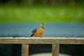 Female cardinal giving me the eye