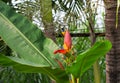 Little bird sings on banana flower. Olive-back sunbird male on exotic plant. Royalty Free Stock Photo