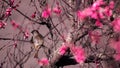 Little bird sits on a flowering tree. Text space