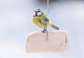 Little bird sitting on bird feeder and eating fat. Blue tit Royalty Free Stock Photo