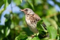 Little bird sitting on branch of tree. Thrush fieldfare Royalty Free Stock Photo