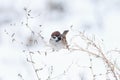 Little bird sitting on a branch of wormwood in the snow