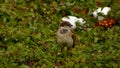 Little bird Royalty Free Stock Photo